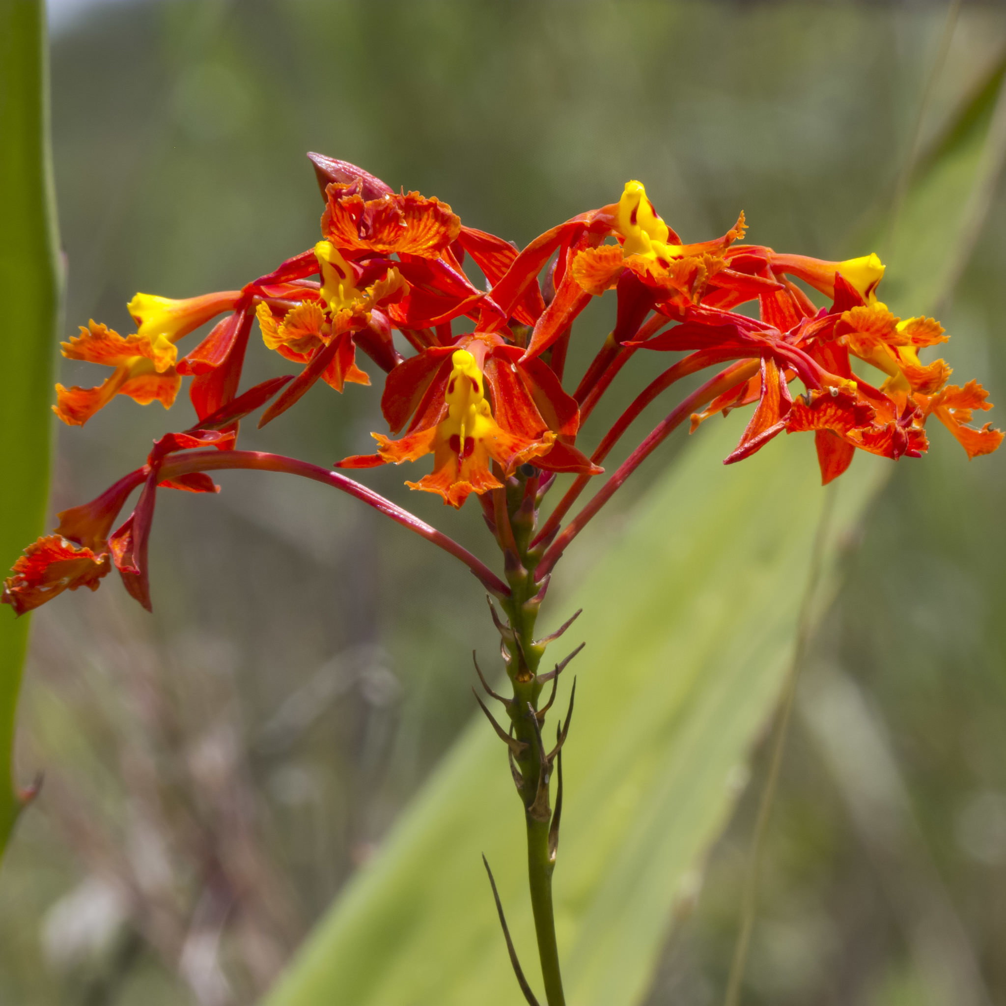 Epidendrum radicans